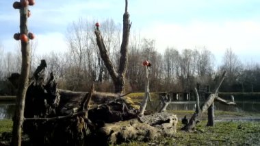 Common blackbird, common moorhen, swamp chicken, and a great tit in winter