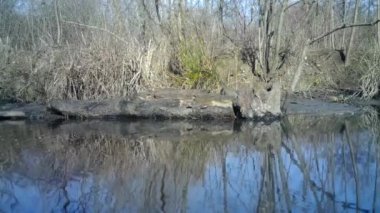 Ortak Moorhen, Gallinula Chloropus, veya Waterhen Bataklık Tavuğu