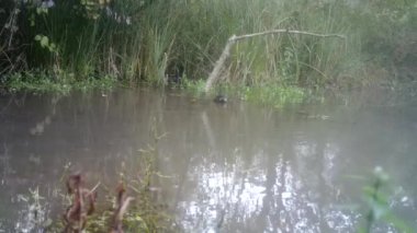 Ortak Moorhen, Gallinula Chloropus, ya da Göldeki Su Tavuğu