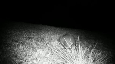 Coypu, Myocastor Coypus, ya da Nutria Gece Çayırında Yiyor