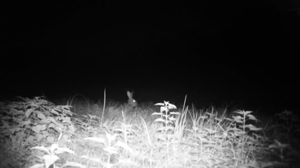 Europese haas, Lepus Europaeus, luister 's nachts naar roofdieren in een weiland. — Stockvideo