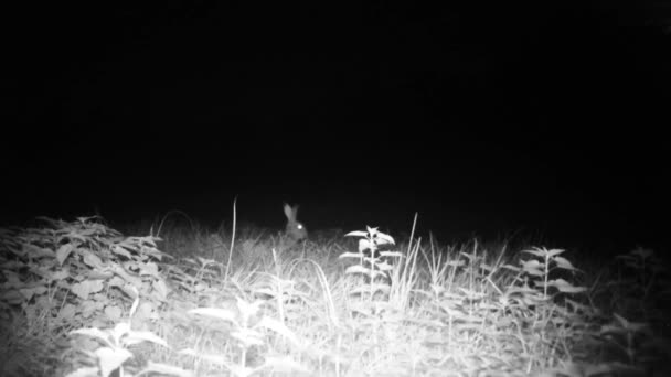 European Hare, Lepus Europaeus, ακούστε για αρπακτικά σε ένα λιβάδι τη νύχτα — Αρχείο Βίντεο