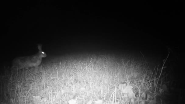 Närbild av en europeisk hare kanin, Lepus Europaeus, i ett gräsfält på natten — Stockvideo