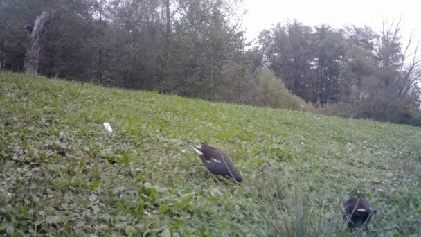 Cerrar Vista de aves acuáticas comiendo en un campo de hierba cerca de un lago en el día — Vídeo de stock