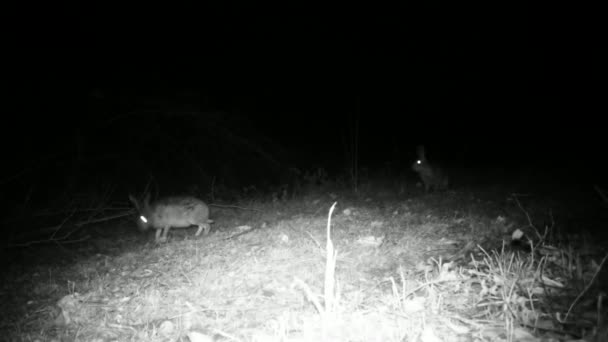 Két európai nyúl, Lepus Europaeus, egy fűben az éjszakában — Stock videók