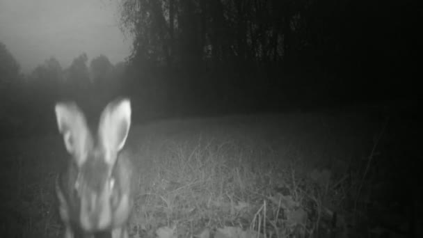 Primer plano de un conejo liebre europeo, Lepus Europaeus, en un prado de hierba por la noche — Vídeo de stock