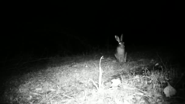 European Hare, Lepus Europaeus, Jump and smell the grass in the Night — Stock Video