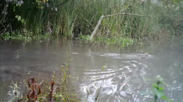 Coypu, Myocastor Coypus, of Nutria Zwemmen in een vijver van een moeras in een bos — Stockvideo