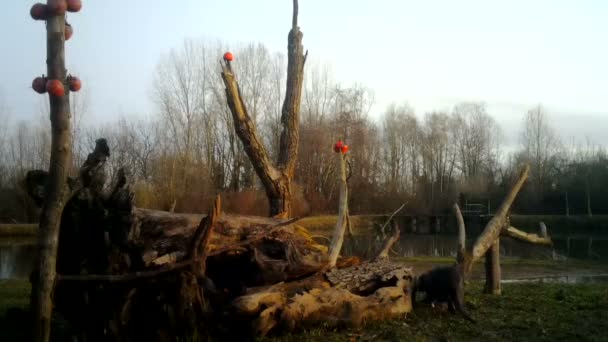 A coypu, Myocastor coypus or nutria, in a winter sunrise near a lake. — Stock Video