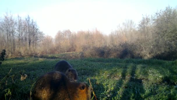 Twee Coypu, Myocastor Coypus of Nutria, eten gras in een bos op een winterdag — Stockvideo