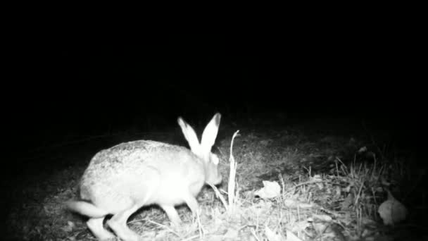 Europäischer Hase, Lepus Europaeus, Nahsicht in der Nacht — Stockvideo