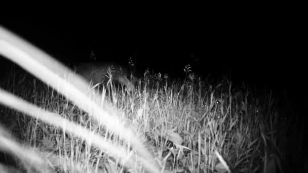 Badger Eropa, Meles meles, Eurasia luak, berjalan di malam musim dingin di kayu — Stok Video