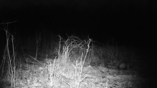 Badger, Meles meles, dachs, tejon, tasso, mencari makanan di kayu di malam musim dingin — Stok Video