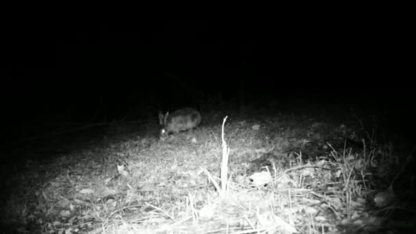 Europäischer Hase, Lepus Europaeus, im städtischen Gras in der Nacht — Stockvideo