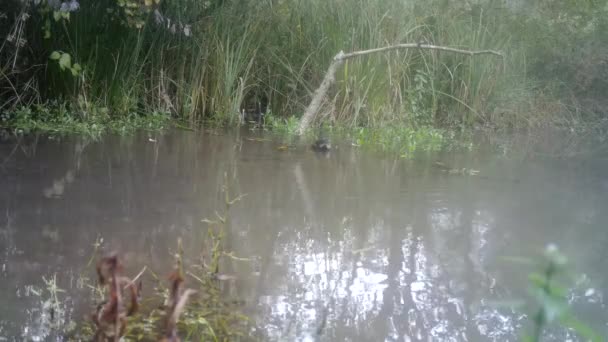 Ortak Moorhen, Gallinula Chloropus, ya da Göldeki Su Tavuğu — Stok video