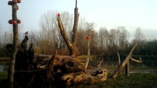 En coypu, Myocastor coypus eller nutria, i en vintersoluppgång nära en sjö. — Stockvideo