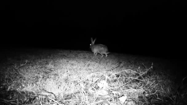 Liebre, Lepus Europaeus, camina y come hierba en un prado en una fría noche de invierno — Vídeo de stock
