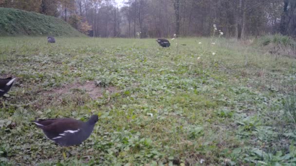 Close View of Common Moorhen eller Waterhen träsk kyckling Graze i en gräsyta — Stockvideo