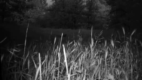 Blaireau d'Europe, Meles meles, Blaireau d'Eurasie, dans une nuit d'hiver dans un bois