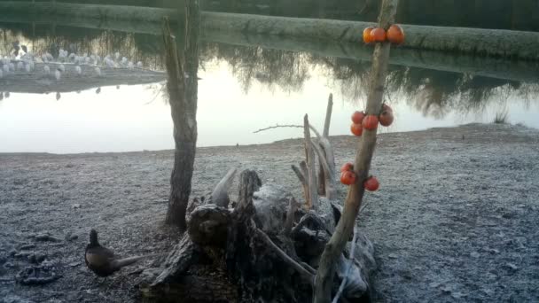 Звичайний Феасан, Phasianus colchicus, їсть насіння в холодний зимовий ранок — стокове відео