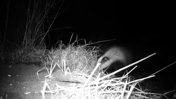 Badger Eropa, Meles meles, pandangan dekat di malam hari. Video Full HD — Stok Video