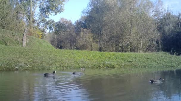 Moorhuhn, Gallinula Chloropus oder Wasserhuhn Sumpfhuhn in einem See — Stockvideo