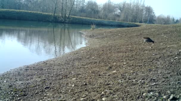 Moorhen común, Gallinula Chloropus, Aves acuáticas cerca de un lago en invierno — Vídeo de stock