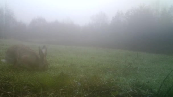 Európai nyúl, Lepus Europaeus vagy barna nyúl, füvet eszik egy ködös téli napon — Stock videók