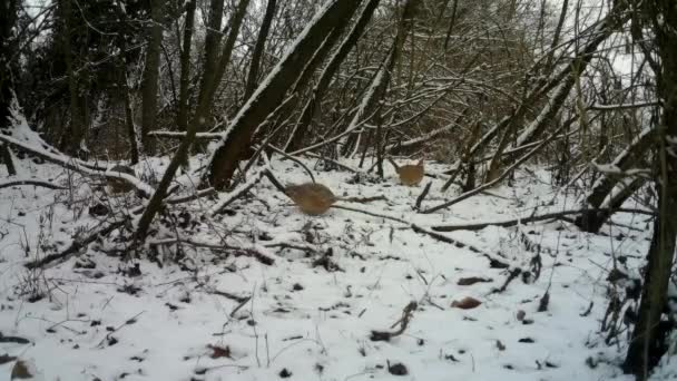 Vrouw van fazant, Phasianus Colchicus, eet het gras in stedelijk hout in de winter — Stockvideo