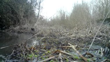 Yaygın bozkır tavuğu, Gallinula kloropusu, su tavuğu, bataklık tavuğu, kış sabahı