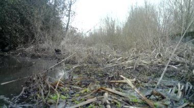 Yaygın bozkır tavuğu, Gallinula kloropusu, su tavuğu, bataklık tavuğu, kış sabahı