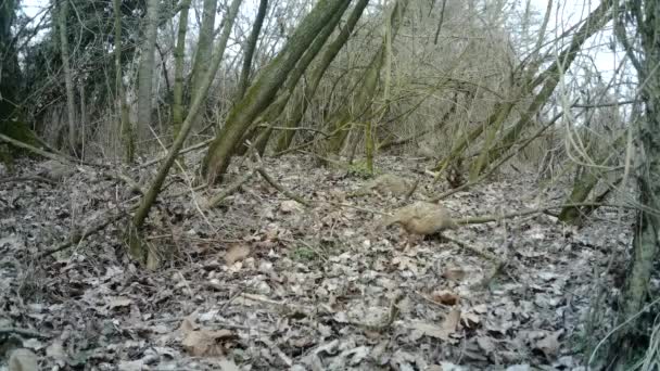 Hembra de Faisán, Phasianus Colchicus, come la hierba en la madera urbana en invierno — Vídeos de Stock