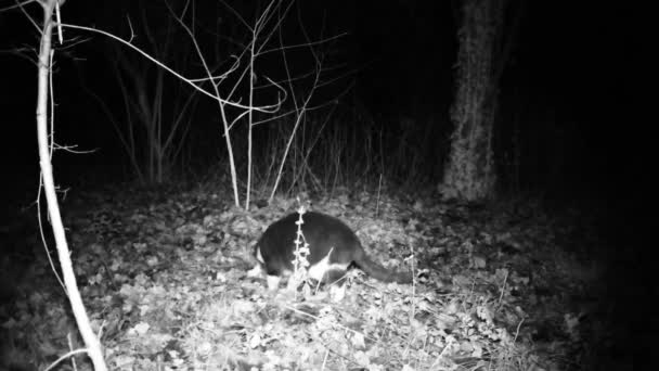 El gato robó comida en la noche y se fue. FullHD 1080p video de gato . — Vídeo de stock