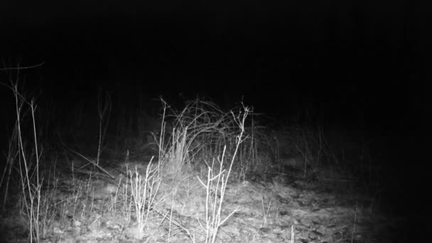 Blaireau, Meles meles, dattes, tejon, tasso, promenades dans une forêt dans une nuit d'hiver — Video