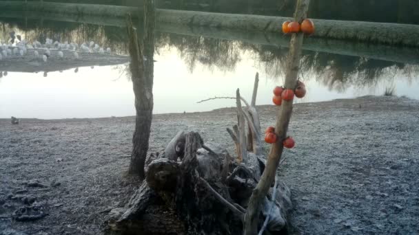 Faisan commun, Phasianus colchicus, mange des graines par un matin froid d'hiver — Video