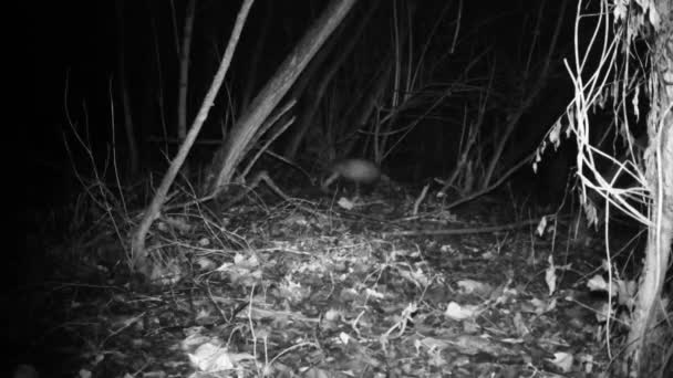 European or Eurasian Badger, Meles meles, Mustelidae. Video Margasatwa Penuh. — Stok Video