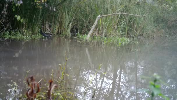 Obecná Moorhen, Gallinula Chloropus, nebo Waterhen Swamp Kuřata v jezeře — Stock video