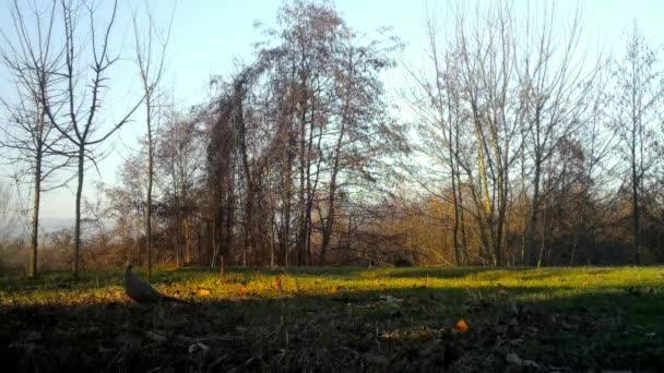 Vanlig fasan, Phasianus colchicus, promenader i en lantlig skog på en vintermorgon — Stockvideo