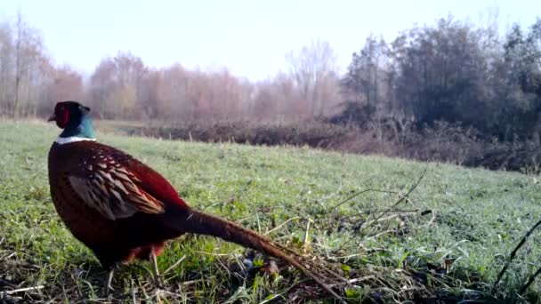 Faisán común, Phasianus Colchicus, pájaro colorido en la hierba en invierno — Vídeo de stock