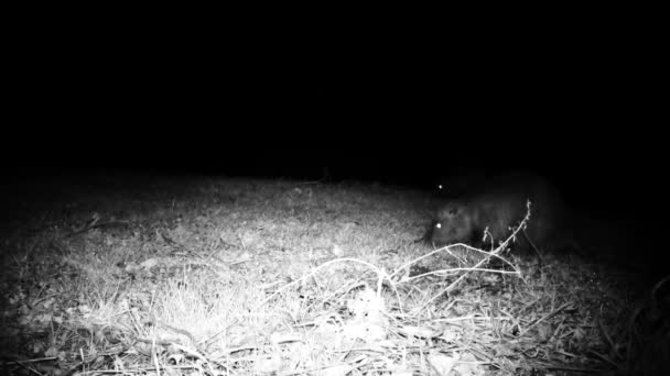 Coypu, Myocastor Coypus lub Nutria jedzą trawę w zimową noc. Wideo z dziką przyrodą. — Wideo stockowe