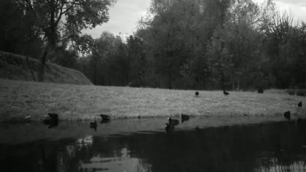 一般的なムーア人、ガリヌラ・クロループ、夜の湖の水の鳥のグループ — ストック動画