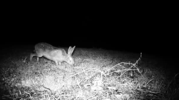 Hare, Lepus Europaeus, appears in a meadow, sniff the grass and disappears in a — Stock Video