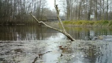 Bir coypu, Myocastor coypus veya nutria, küçük bir gölde yüzer..