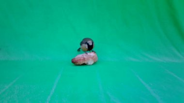 Small Bird Great Tit, Parus major, in Green Screen or Chromakey