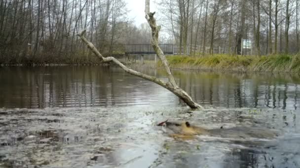 Койпу, койпус миокастора или нутрия, плавает в маленьком озере. — стоковое видео