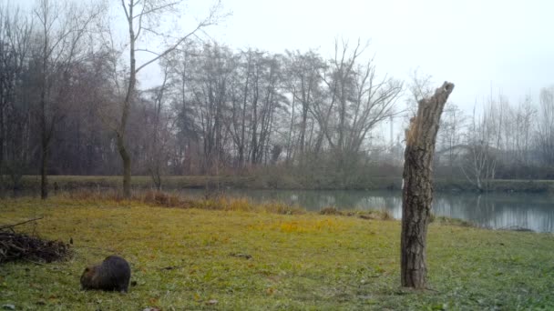 Een coypu, Myocastor coypus of nutria, eet gras in de buurt van een klein meer in de winter — Stockvideo