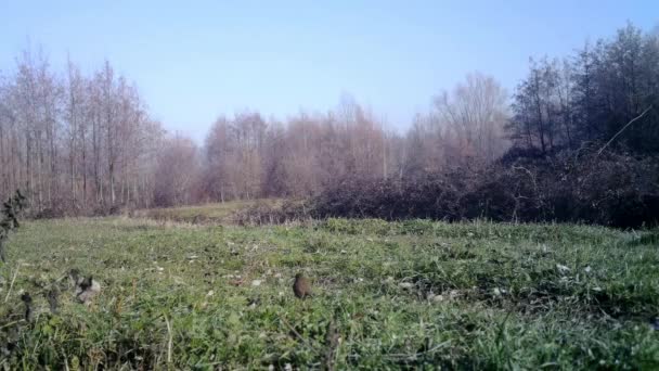 Europeiska Robin, Erithacus Rubecula eller Redbreast, i en skog gräs på vintern — Stockvideo