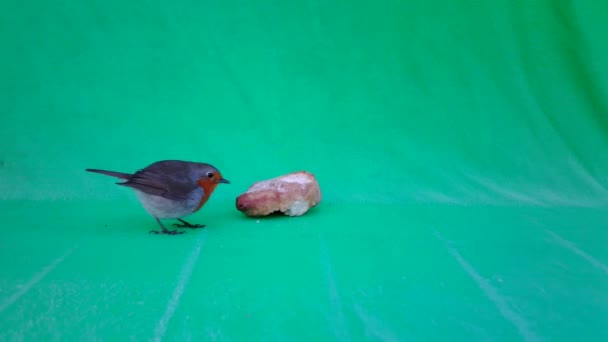 赤い胸肉、ロビン・エリタクス・ルベキュラは、緑の画面またはクロマキーの上に食べる — ストック動画