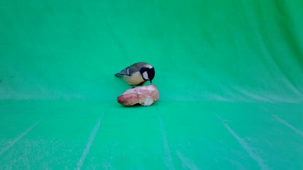 Parus Major, Great Tit, na tela verde Chroma Key comendo um pedaço de pão — Vídeo de Stock