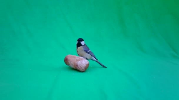 Small Bird Great Tit, Parus major, in Green Screen or Chromakey — ストック動画